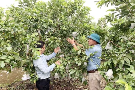 Gần 800 ha cây ăn quả đạt chứng nhận GlobalGAP và VietGAP